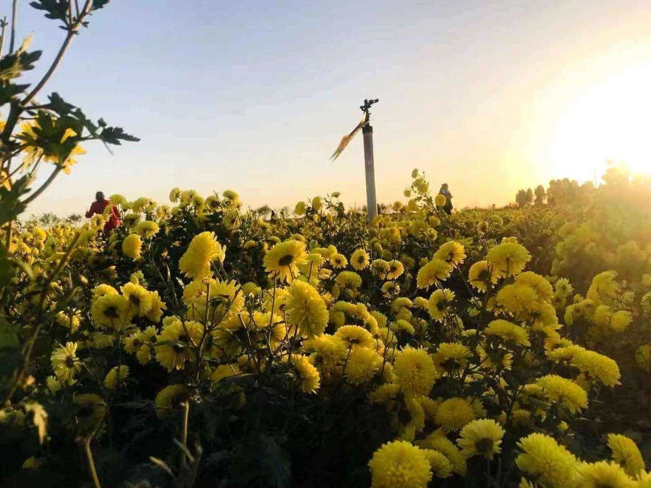 [焦作旅游] 三选一路线：冰菊小镇 - 云台古镇 - 圆通寺