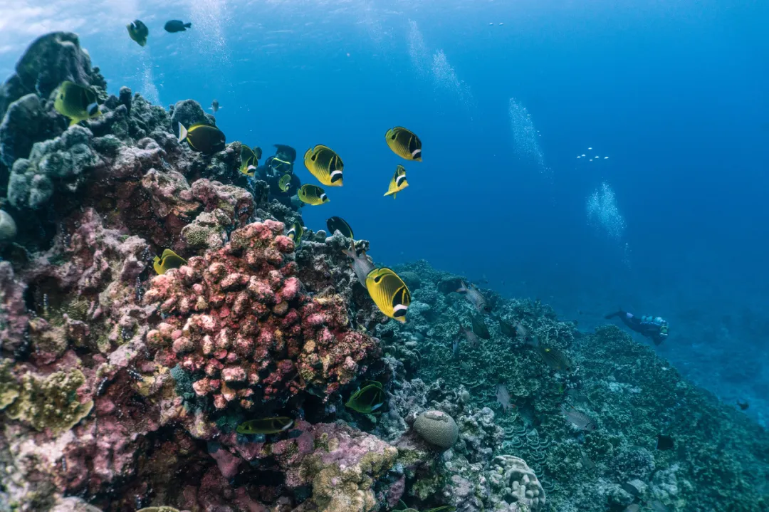 探索美国免签秘境塞班岛：性价比极高，风光媲美巴厘岛，惊现三分之一华人居民！