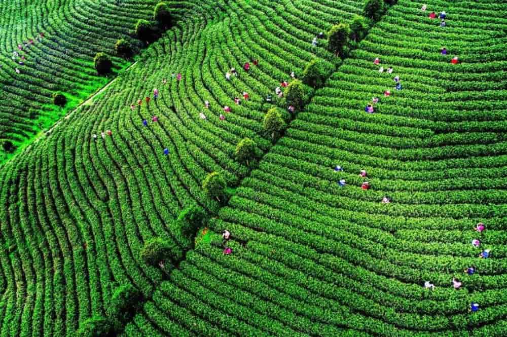 [王牌版纳] 爆款双飞云南—普洱—版纳六日游