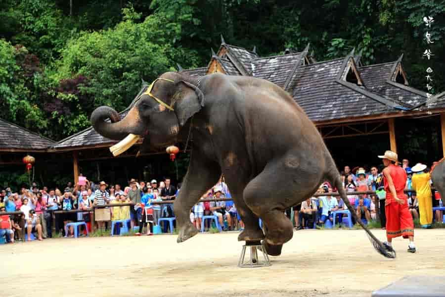 [王牌版纳] 爆款双飞云南—普洱—版纳六日游