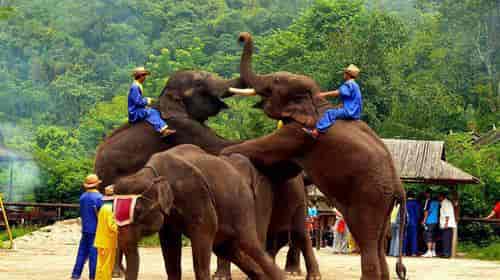 [王牌版纳] 爆款双飞云南—普洱—版纳六日游