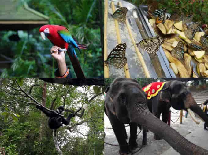 [王牌版纳] 爆款双飞云南—普洱—版纳六日游