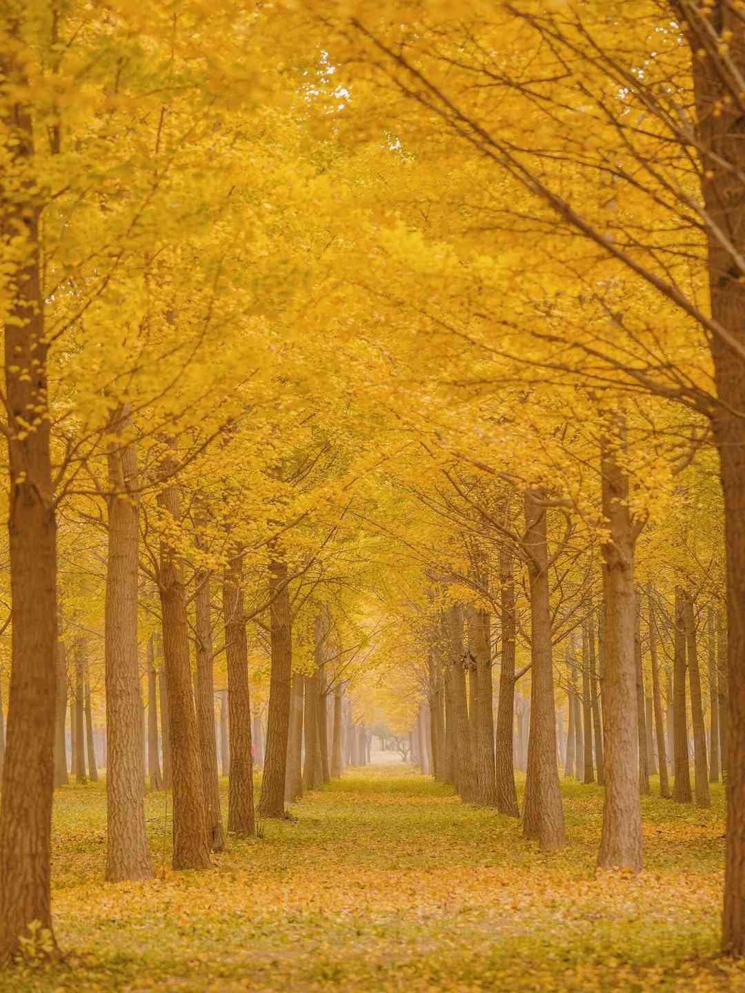 [邢台旅游] 年度最佳景区天梯山+栾卸银杏景区